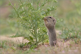 <p>SYSEL OBECNÝ (Spermophilus citellus) --- /European ground squirrel - Europäisches Ziesel/</p>